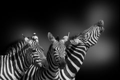 Three-Zebras-Copy