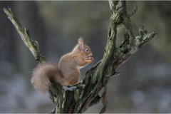 Red-Squirrel-in-snow-storm_Sandie-Cox
