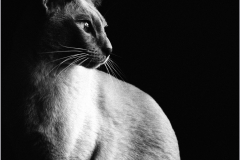 Elvis-by-Steve-Romain